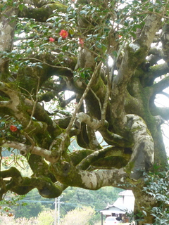 P1000693.jpg
