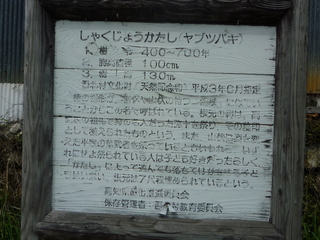 P1000694.JPG