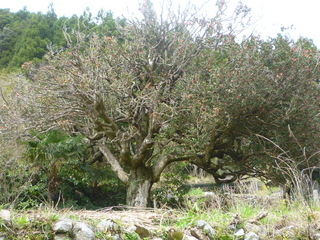 P1000695.JPG