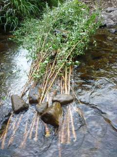 P1000977.jpg