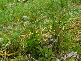 P1010714.JPG