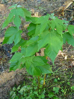 P1010757.jpg