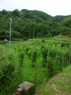 P1010863.jpg