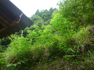 P1020435.JPG